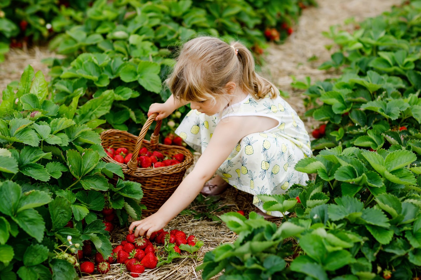 Strawberry Picking in Hampshire: Top PYO Farms for 2025