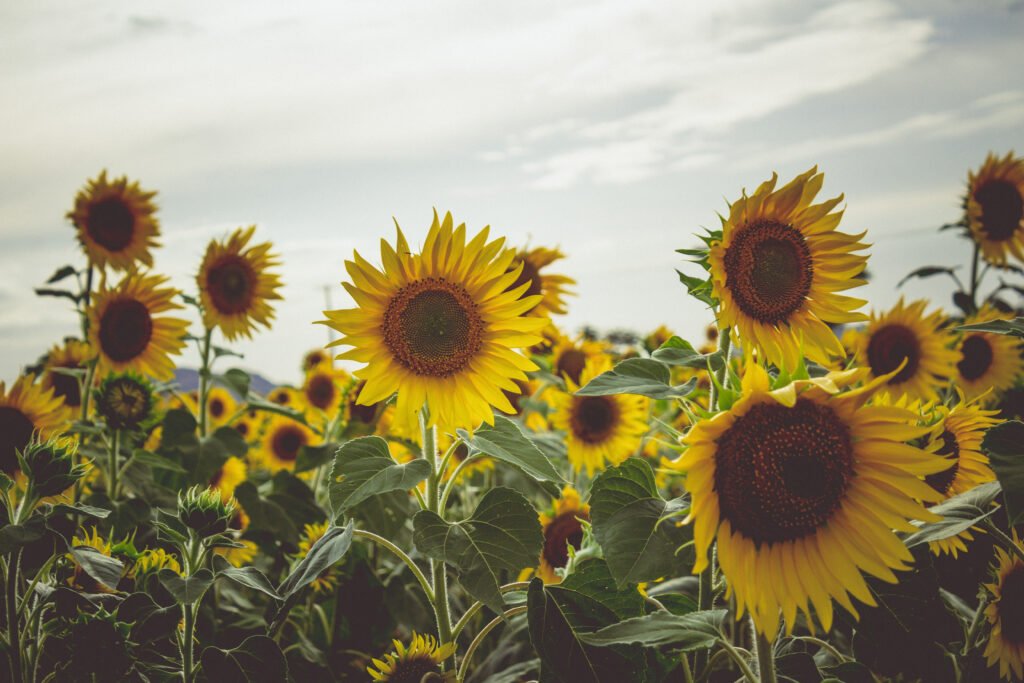 Best Sunflower Fields in The South of England