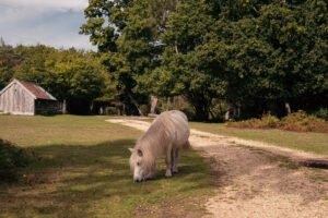 Prettiest Autumn Walks in Hampshire
