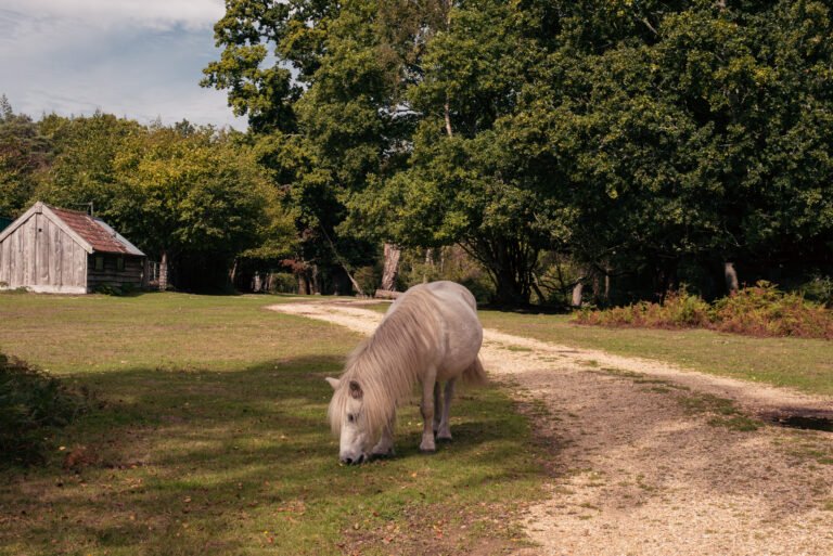 Prettiest Autumn Walks in Hampshire