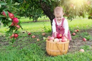 Best Places to Go Apple Picking in The UK