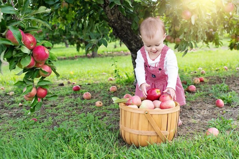 Best Places to Go Apple Picking in The UK