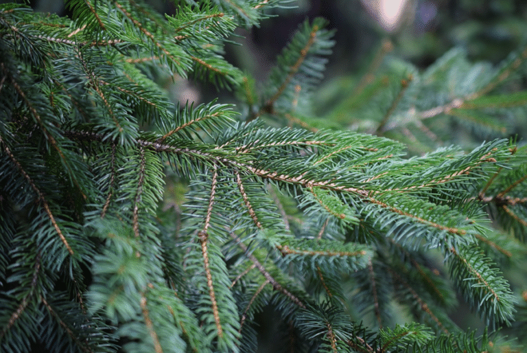 The Best Christmas Tree Farms in Hampshire